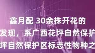 鑫月配 30余株开花的花坪天麻被发现，系广西花坪自然保护区标志性物种之一